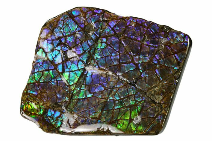 Iridescent Ammolite (Fossil Ammonite Shell) - Alberta, Canada #156825